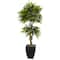 5.5ft. Potted Mango Tree in Decorative Black Planter